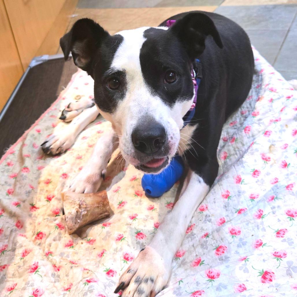 Enlarge Stefanie, a Adoptable Mixed Breed in Smithville, TN image 3/6