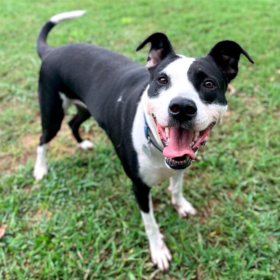 Enlarge Stefanie, a Adoptable Mixed Breed in Smithville, TN image 4/6