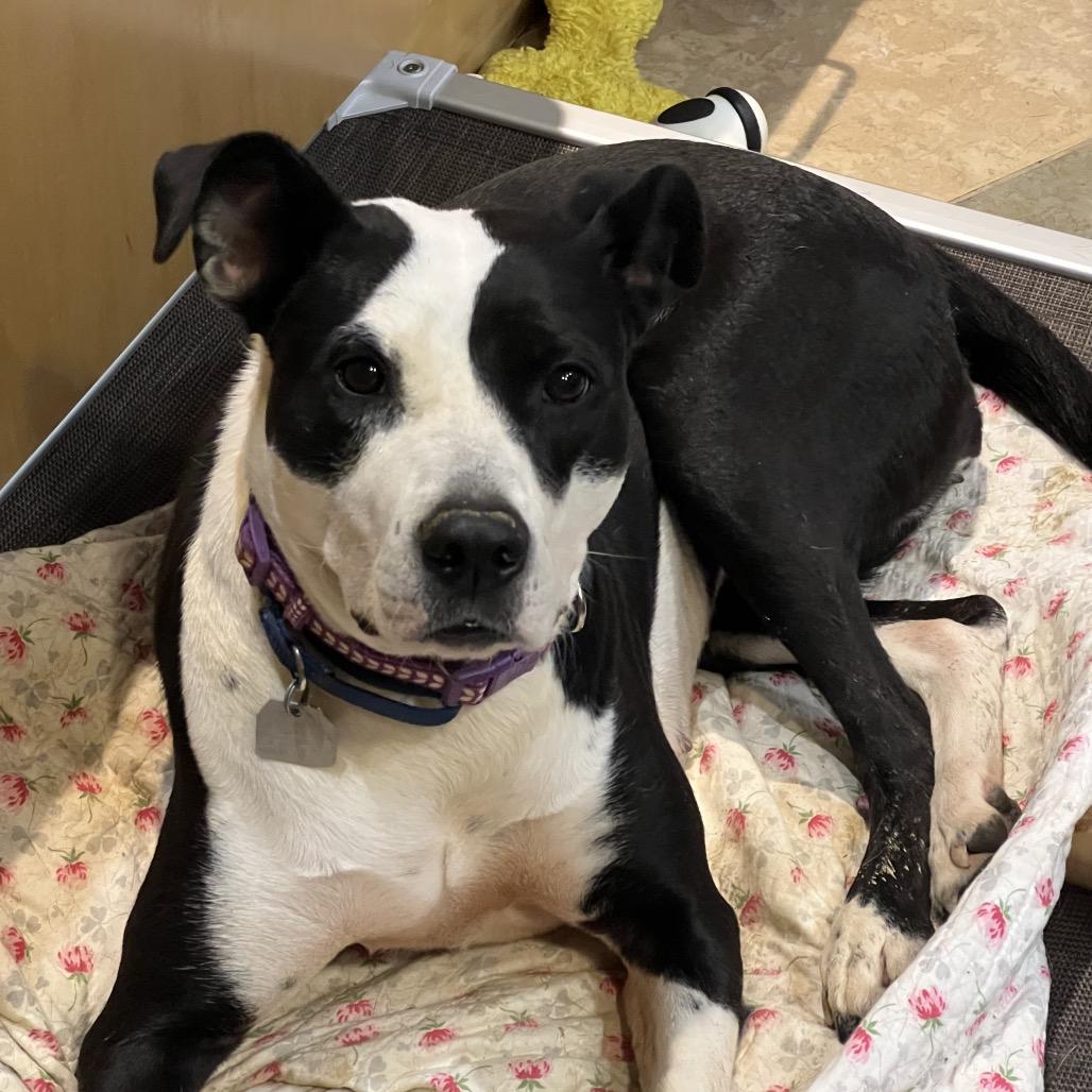 Enlarge Stefanie, a Adoptable Mixed Breed in Smithville, TN image 5/6