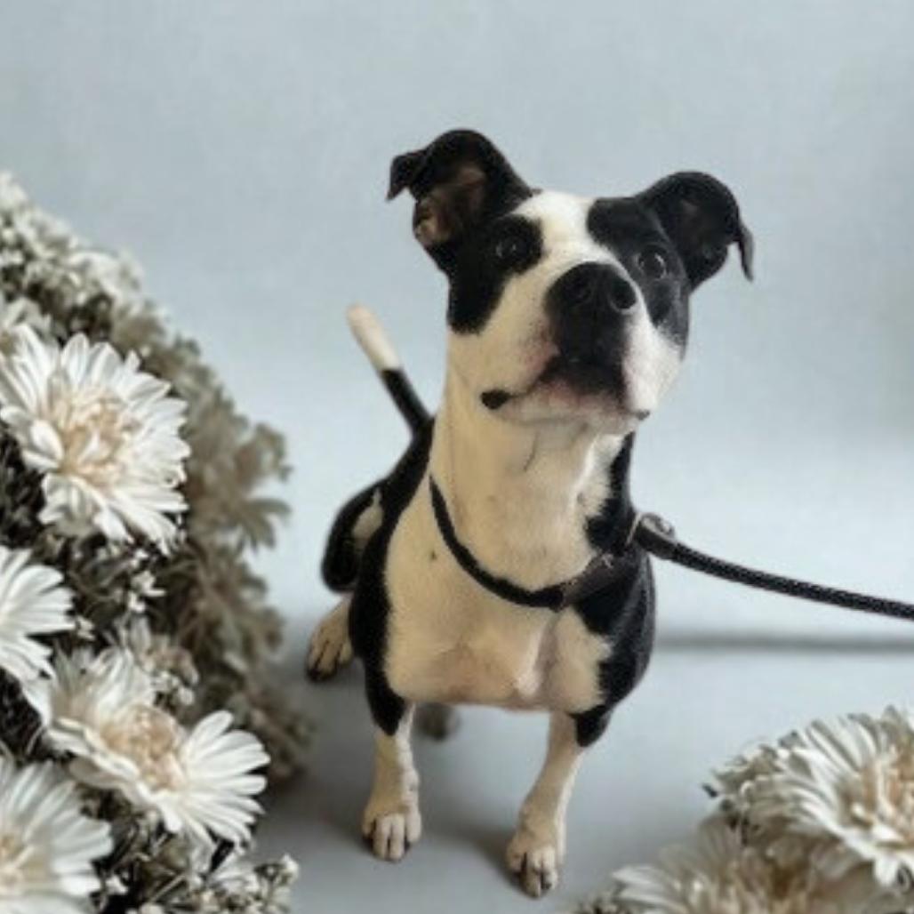 Enlarge Stefanie, a Adoptable Mixed Breed in Smithville, TN image 6/6