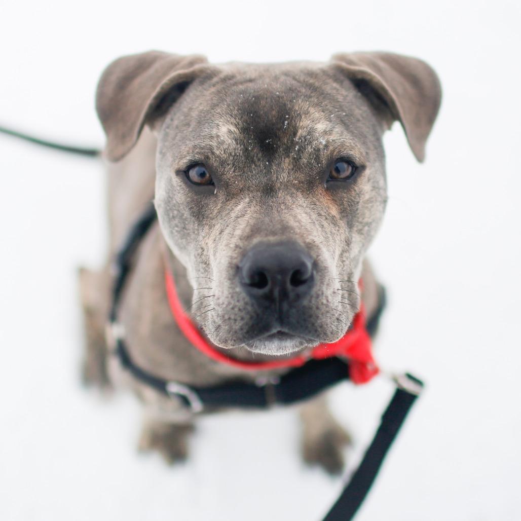 Carter, Adoptable, Young Male Mixed Breed.