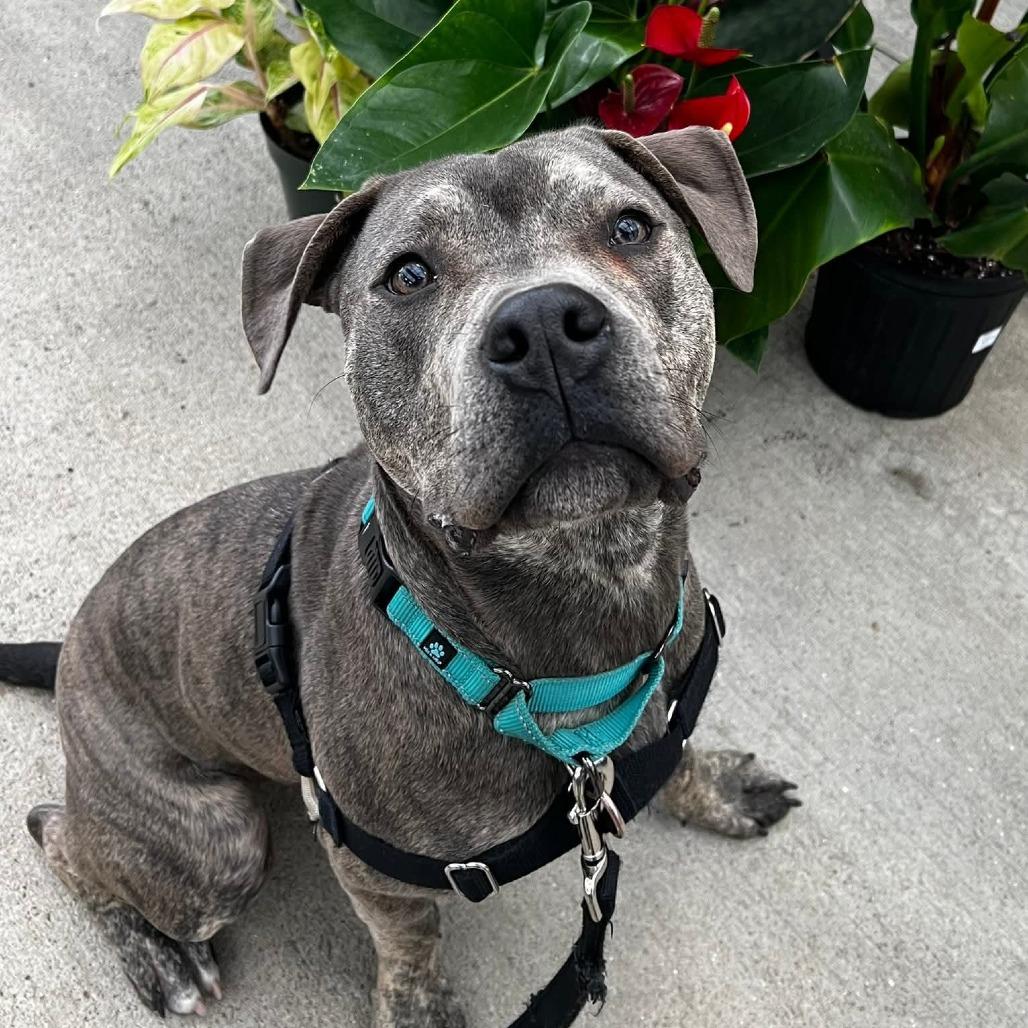 Enlarge Carter, a Adoptable Mixed Breed in Dover, NH image 3/6