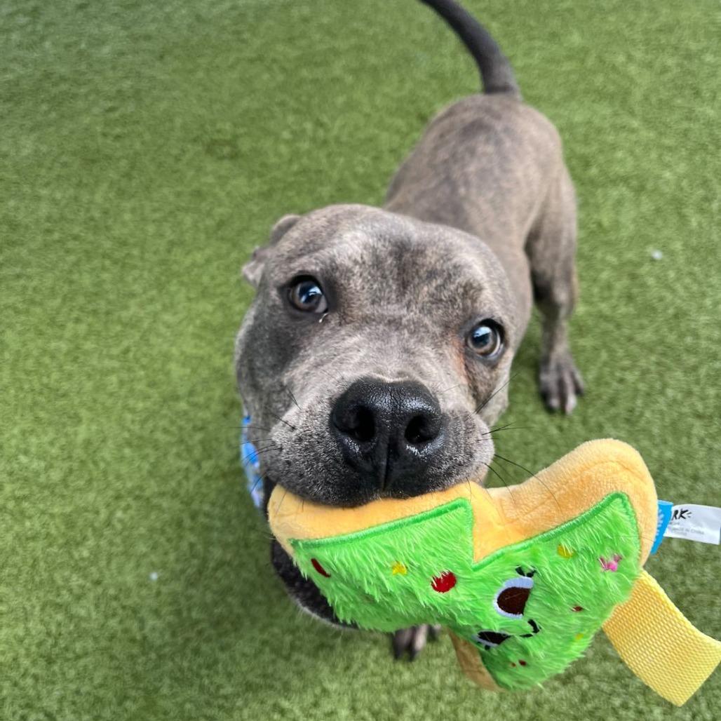 Enlarge Carter, a Adoptable Mixed Breed in Dover, NH image 4/6