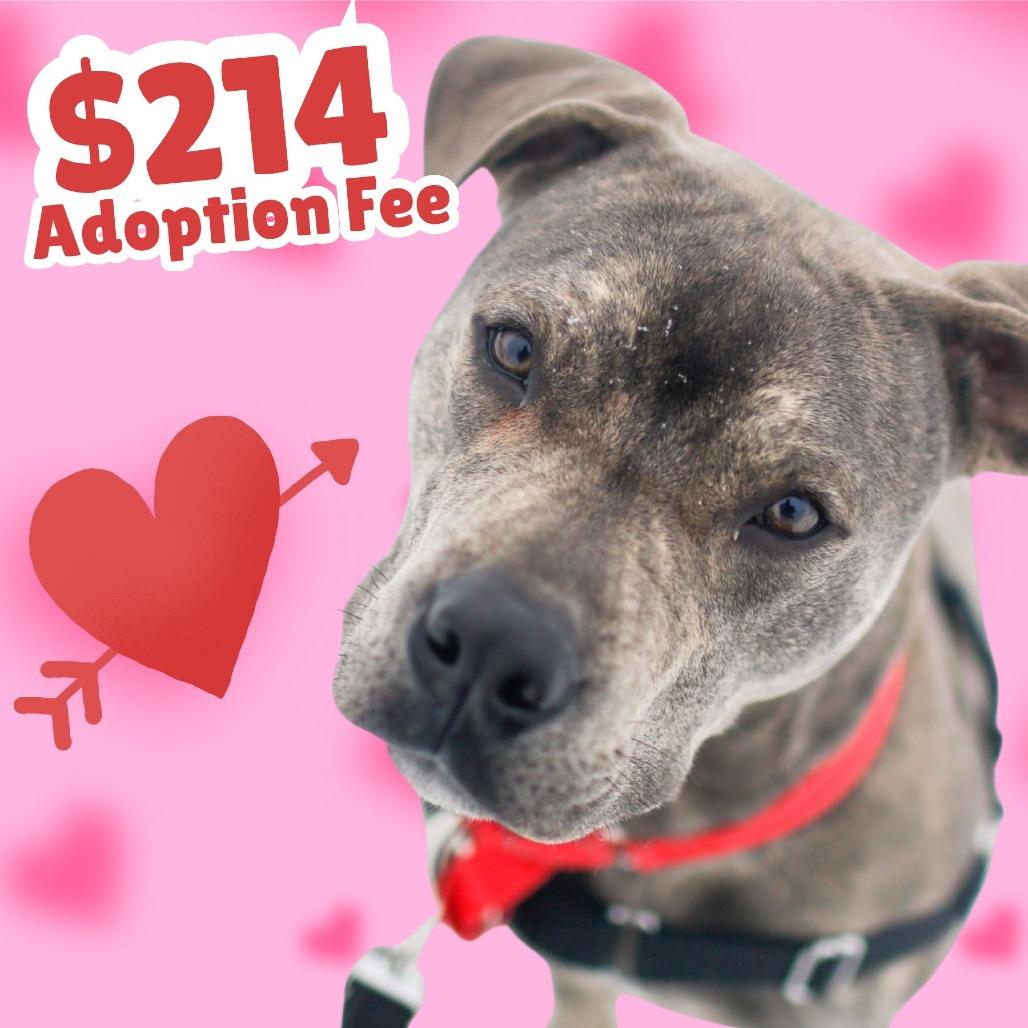 Enlarge Carter, a Adoptable Mixed Breed in Dover, NH image 5/6