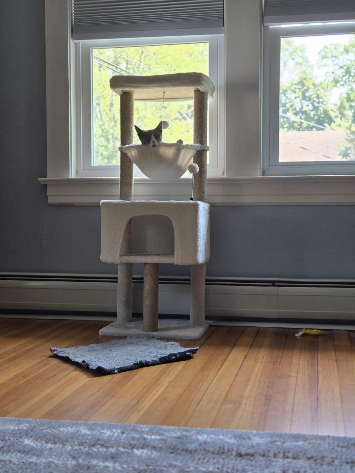 Roxy, Adoptable, Young Female Domestic Short Hair.