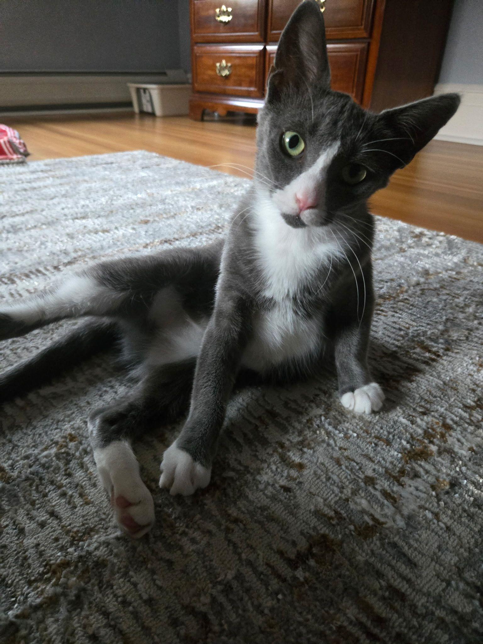 Enlarge Roxy, a Adoptable Domestic Short Hair in Jersey City, NJ image 2/6