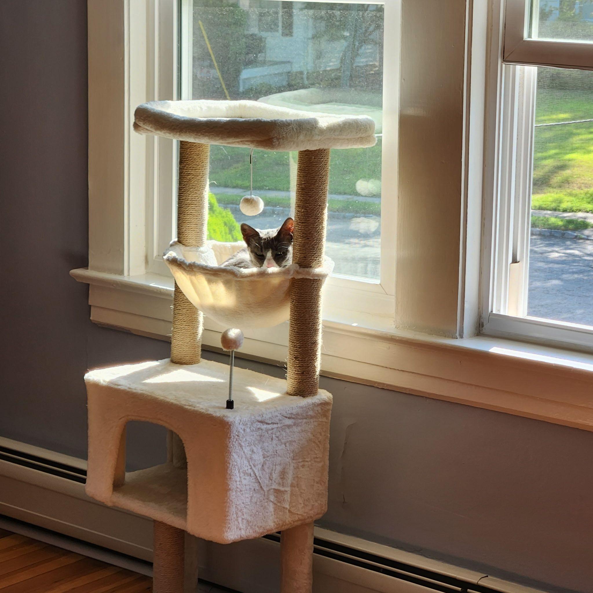 Enlarge Roxy, a Adoptable Domestic Short Hair in Jersey City, NJ image 3/6