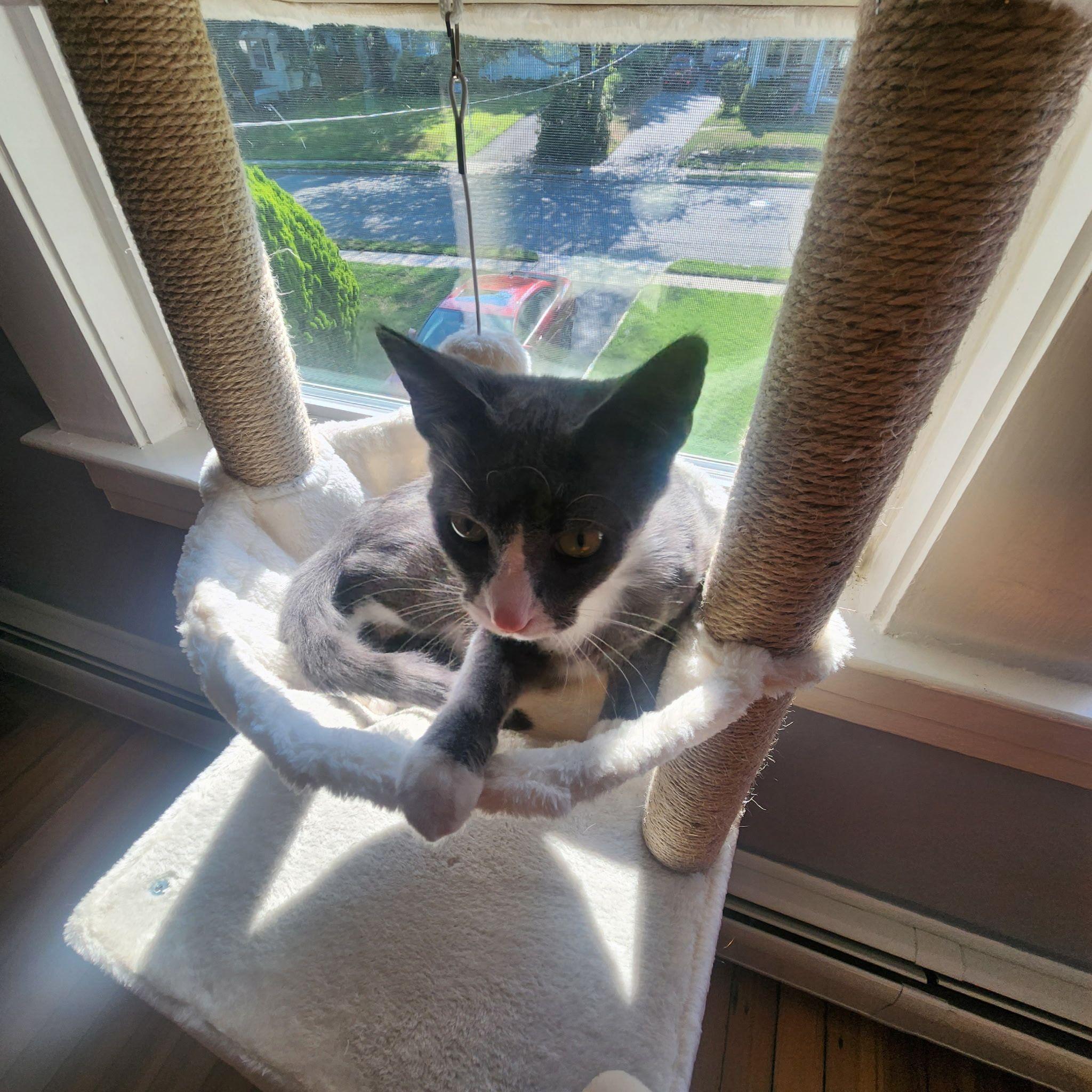 Enlarge Roxy, a Adoptable Domestic Short Hair in Jersey City, NJ image 4/6