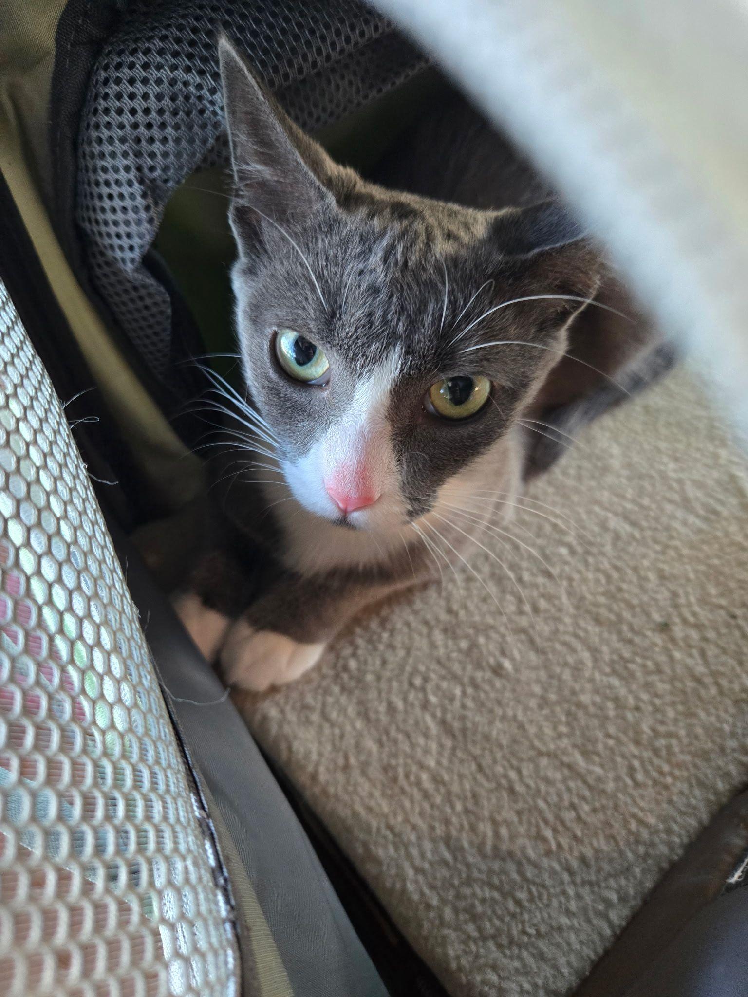 Enlarge Roxy, a Adoptable Domestic Short Hair in Jersey City, NJ image 5/6