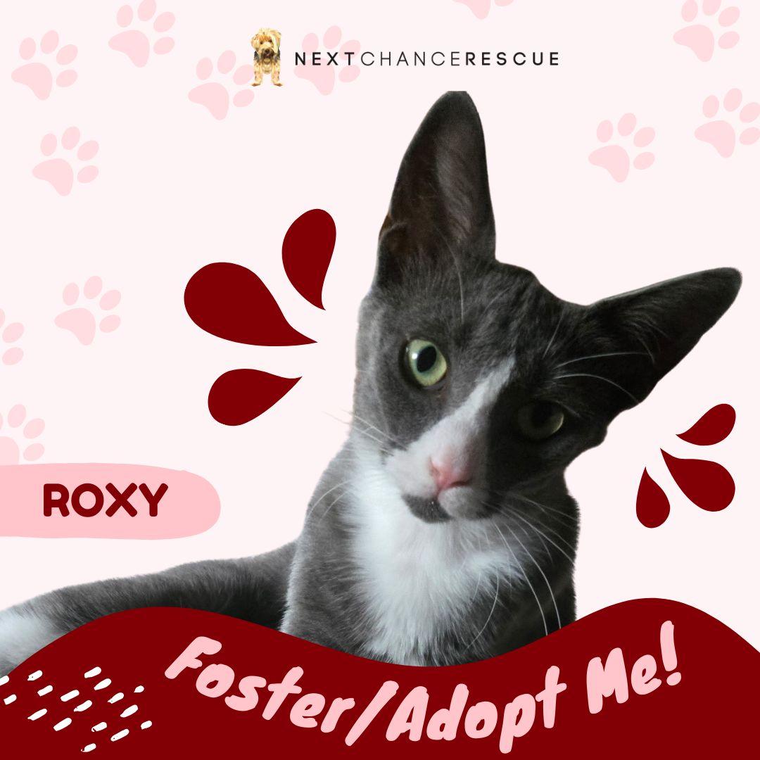 Enlarge Roxy, a Adoptable Domestic Short Hair in Jersey City, NJ image 6/6