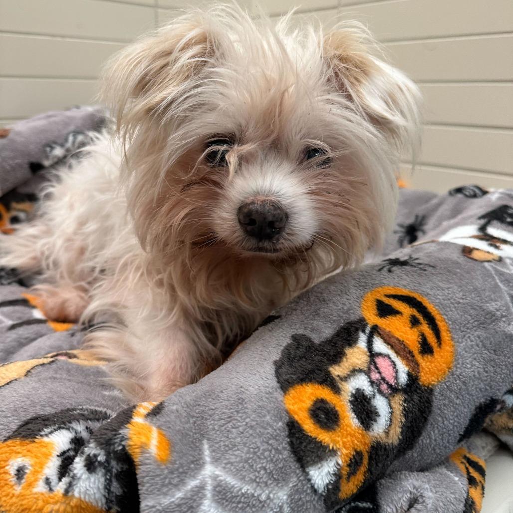 Enlarge Acornelius 13870, a Adoptable mixed breed in San Francisco, CA image 1/6