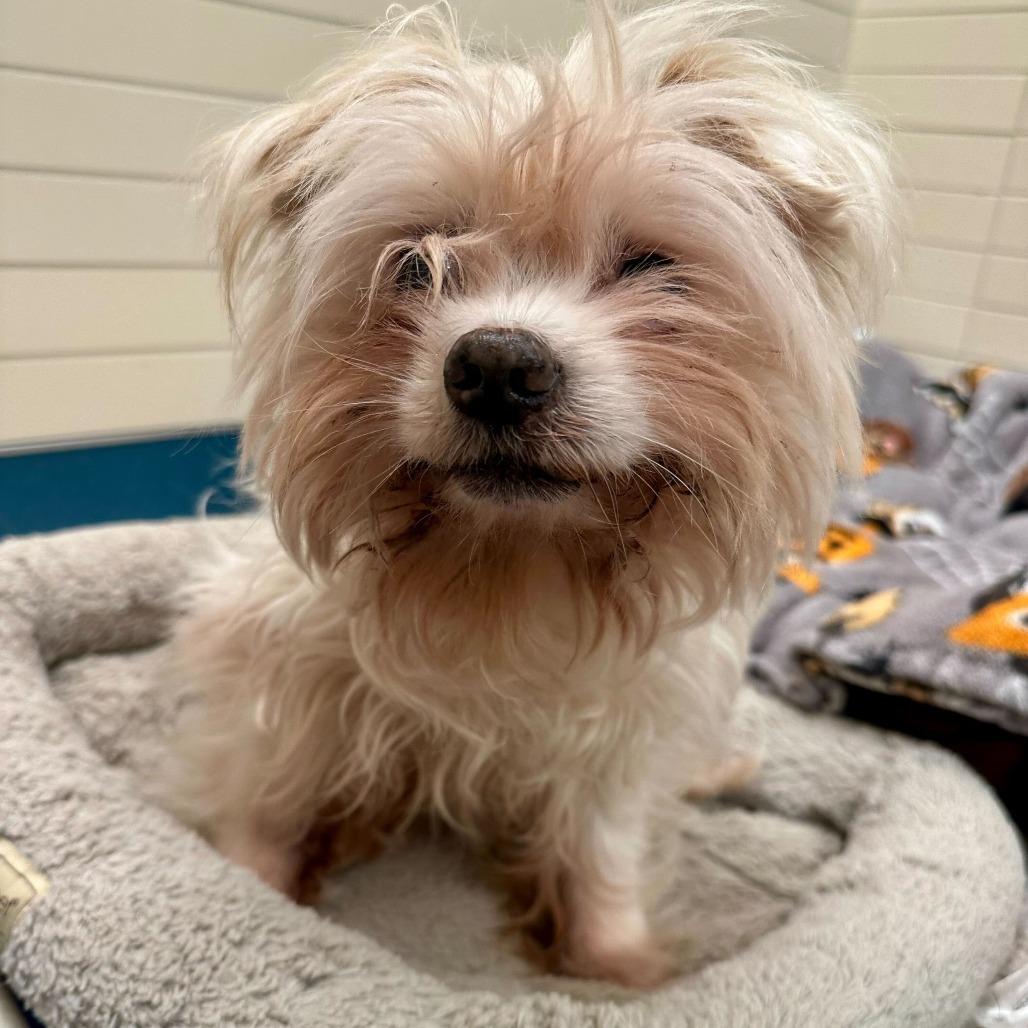 Enlarge Acornelius 13870, a Adoptable mixed breed in San Francisco, CA image 2/6