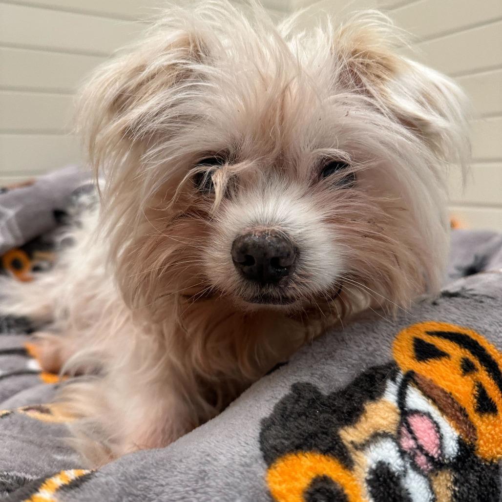 Enlarge Acornelius 13870, a Adoptable mixed breed in San Francisco, CA image 3/6