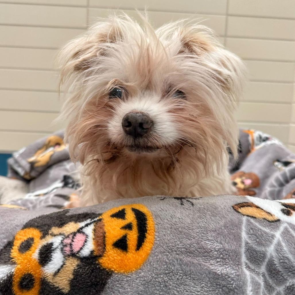 Enlarge Acornelius 13870, a Adoptable mixed breed in San Francisco, CA image 4/6