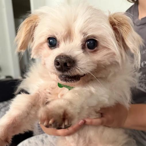 Enlarge Acornelius 13870, a Adoptable mixed breed in San Francisco, CA image 5/6