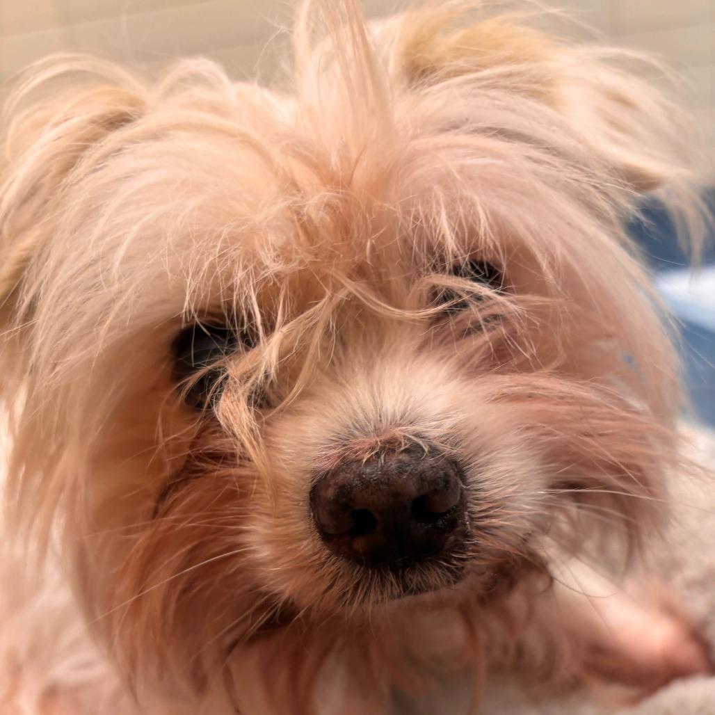 Enlarge Acornelius 13870, a Adoptable mixed breed in San Francisco, CA image 6/6