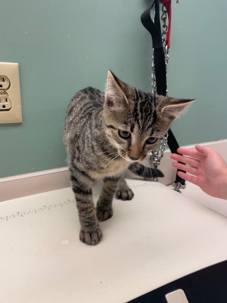 Enlarge pepper, a Adoptable mixed breed in Mineral, VA image 1/1