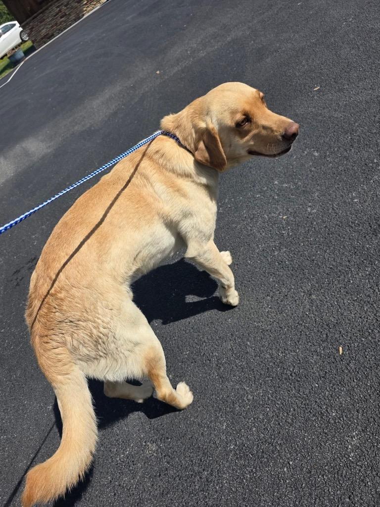 Hank, Adoptable, Young Male Labrador Retriever.