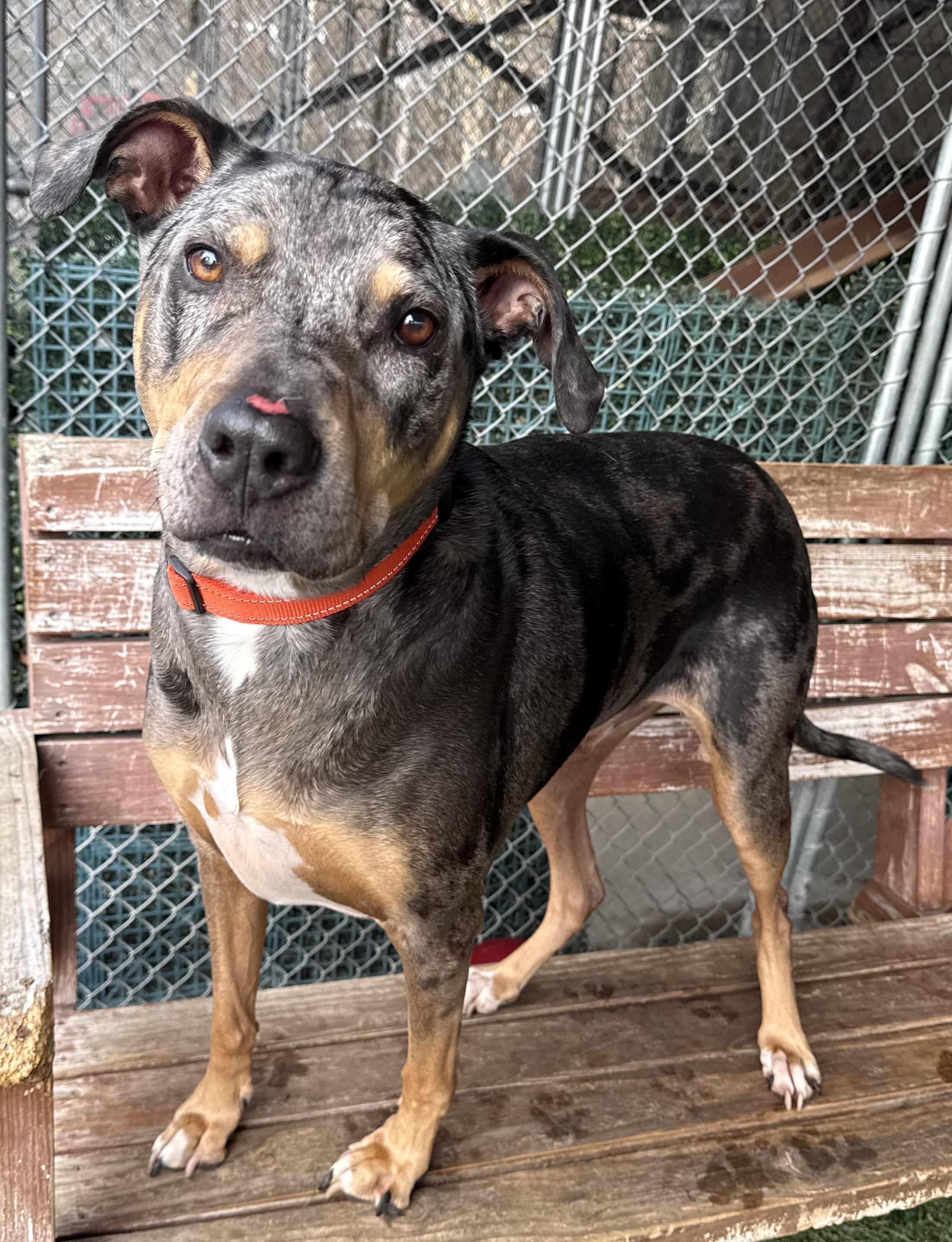 Bruschi, a ADOPTABLE mixed breed in Sudbury, MA image 2/2