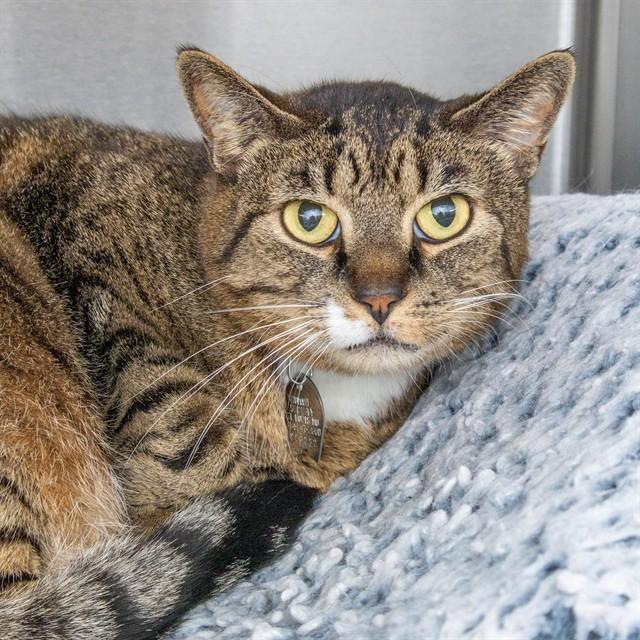 RAGNOIR, Adoptable, Adult Male Domestic Short Hair.