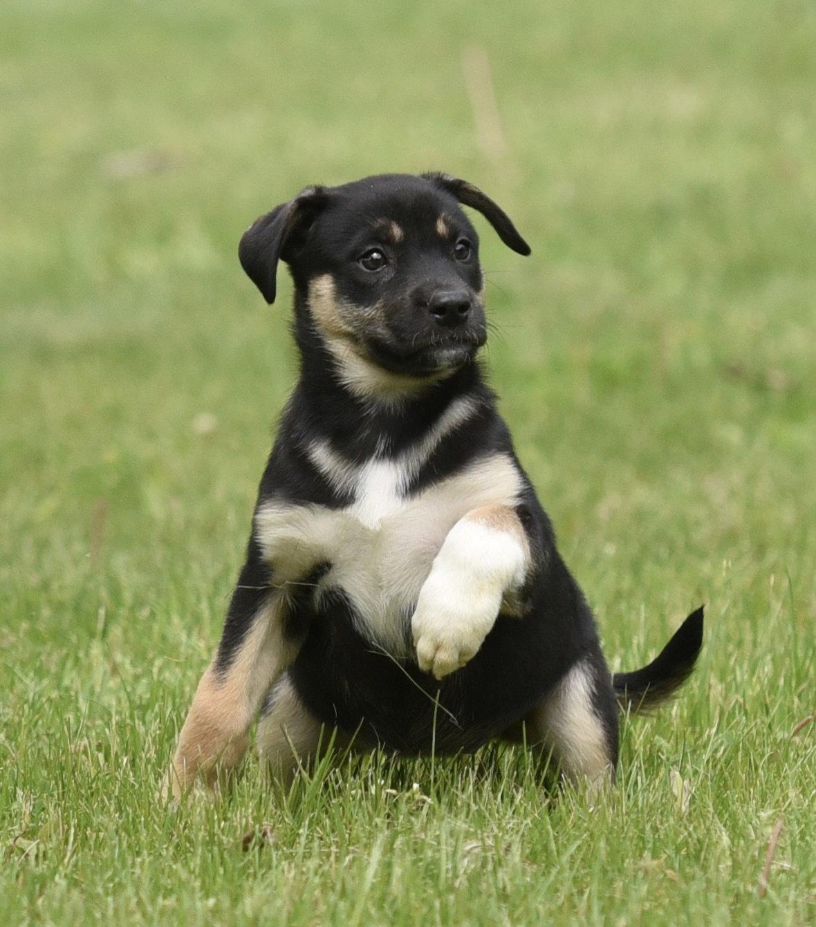 Enlarge Aurora, a Adopted mixed breed in Mechanicsburg, PA image 1/3