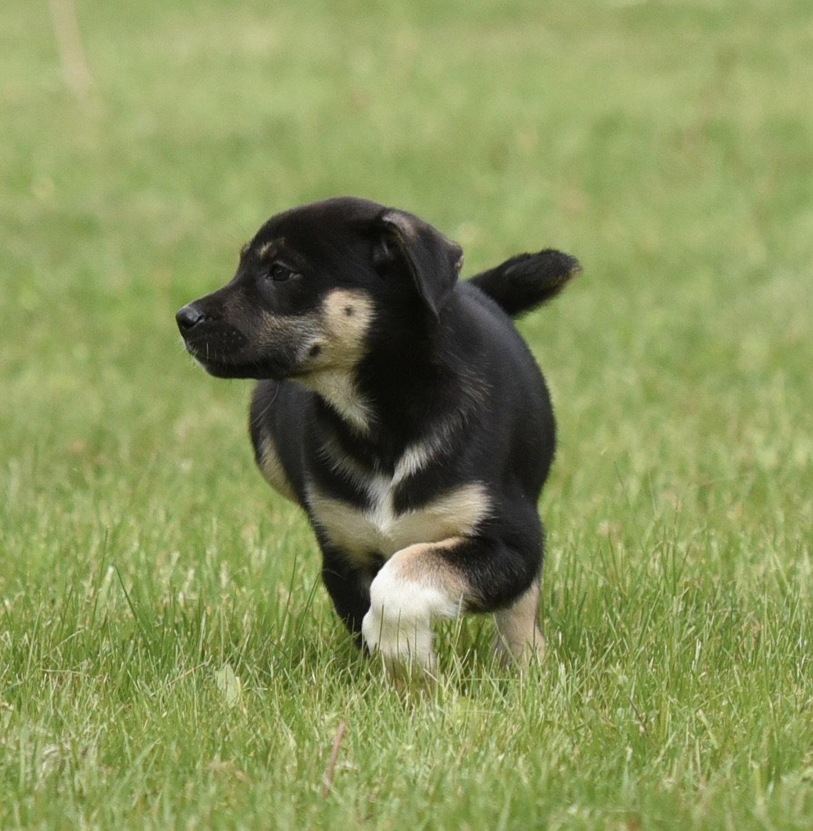 Enlarge Aurora, a Adopted mixed breed in Mechanicsburg, PA image 2/3