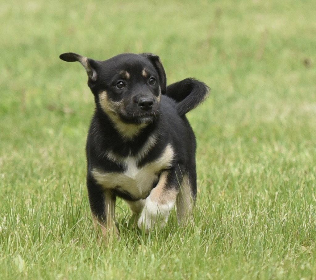 Enlarge Aurora, a Adopted mixed breed in Mechanicsburg, PA image 3/3