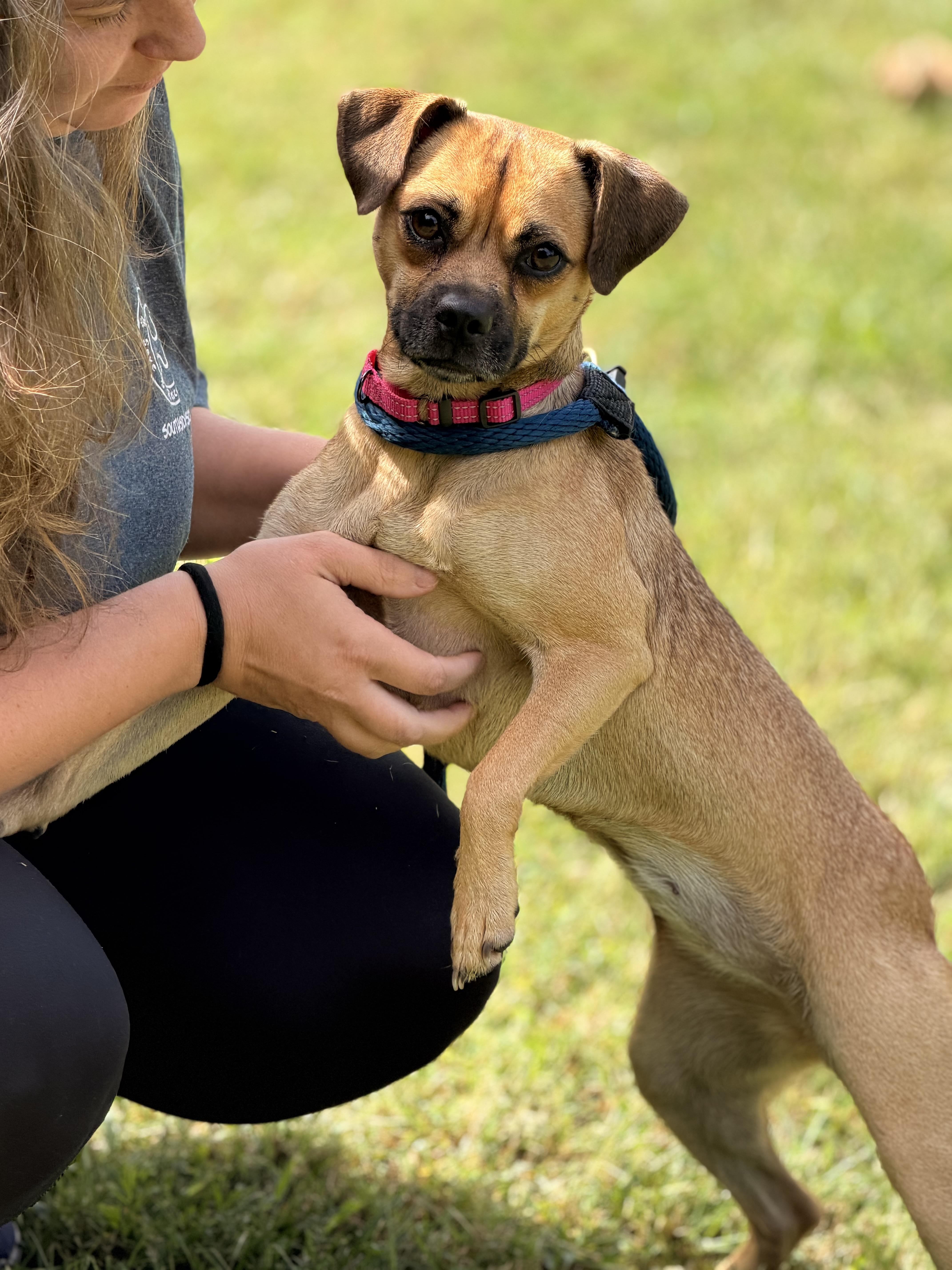 Enlarge Vani Lou, a Adopted Puggle in Richmond, VA image 3/6