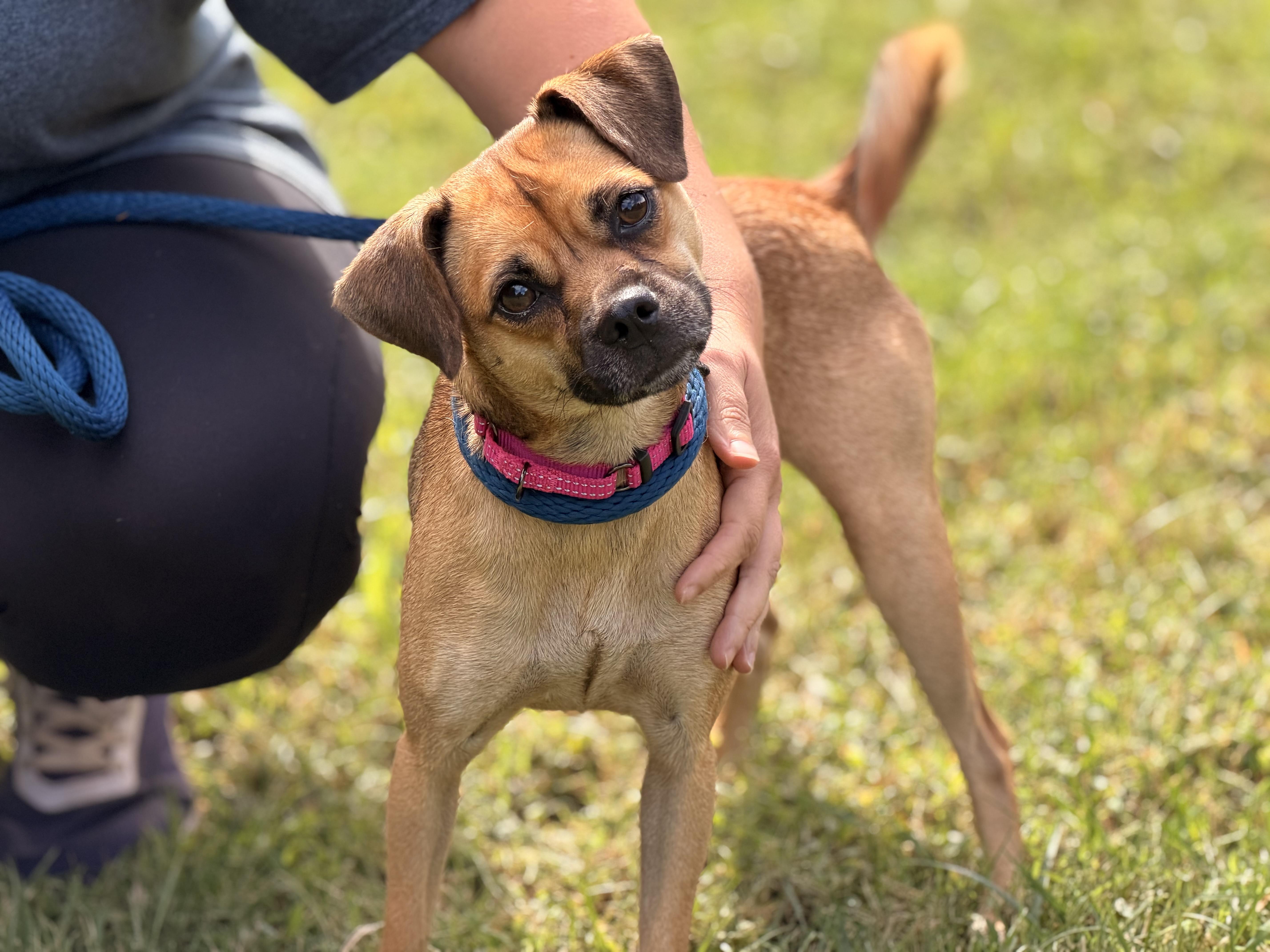 Enlarge Vani Lou, a Adopted Puggle in Richmond, VA image 5/6