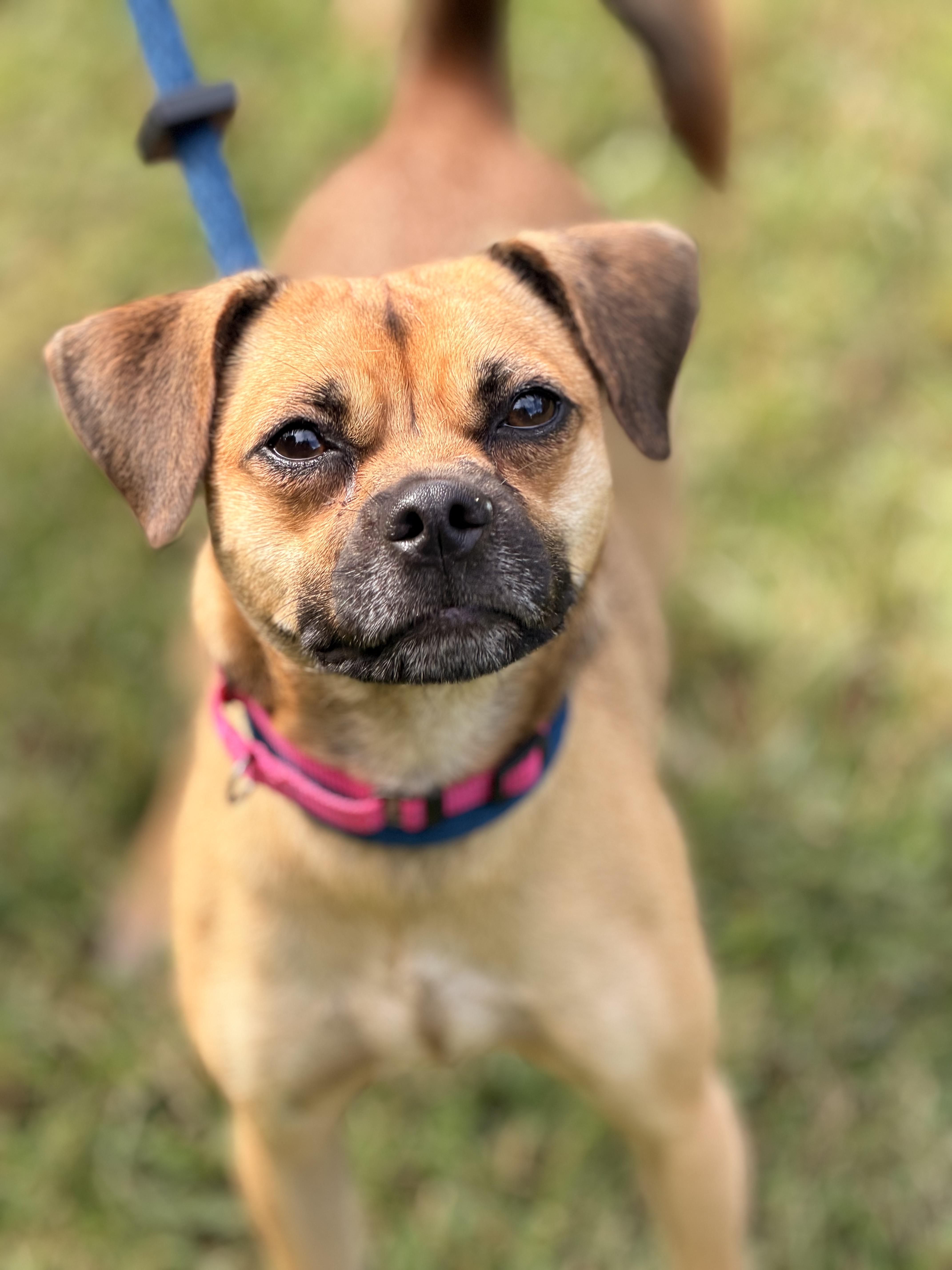 Enlarge Vani Lou, a Adopted Puggle in Richmond, VA image 6/6