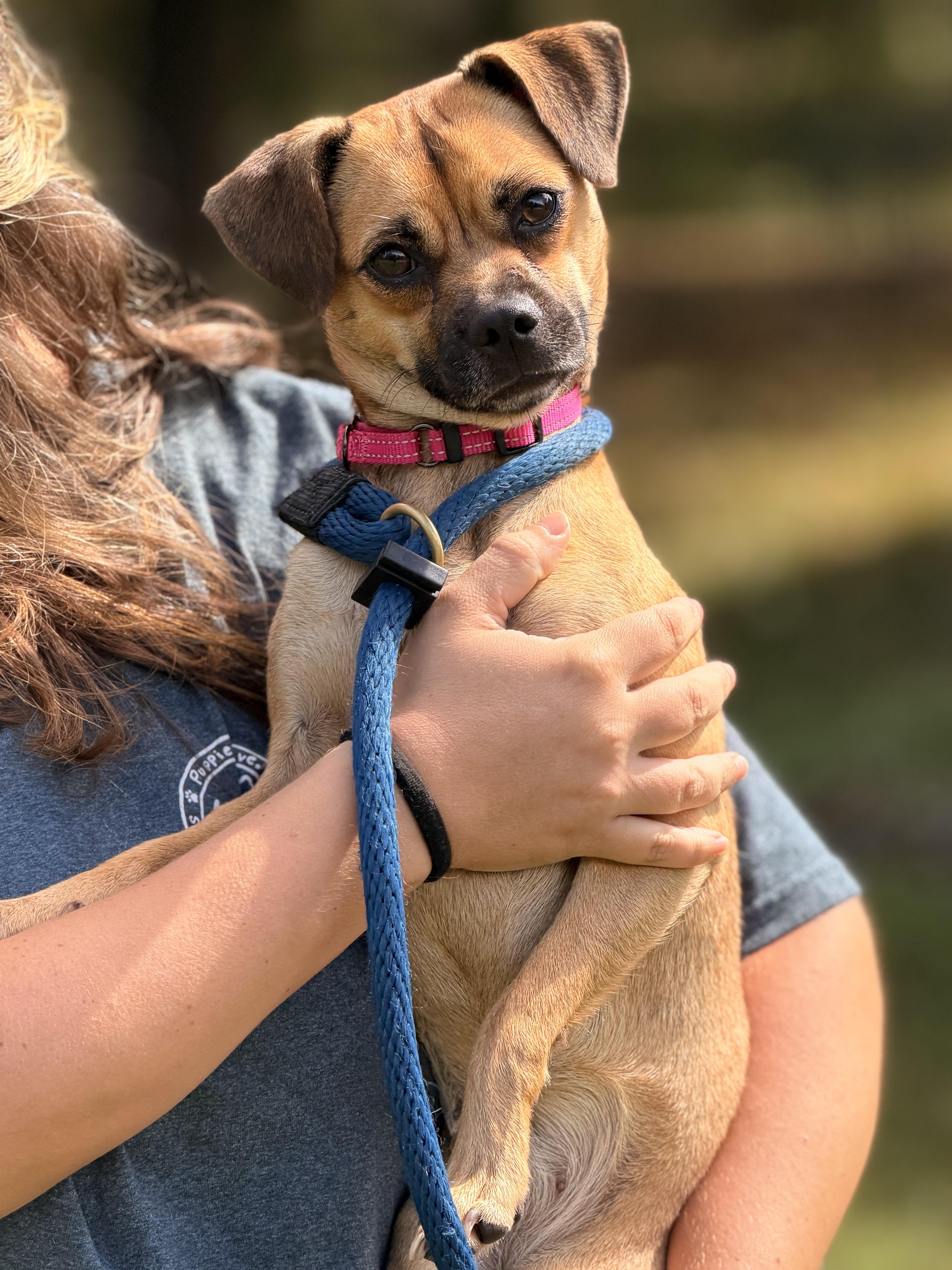 Enlarge Vani Lou, a Adopted Puggle in Richmond, VA image 4/6