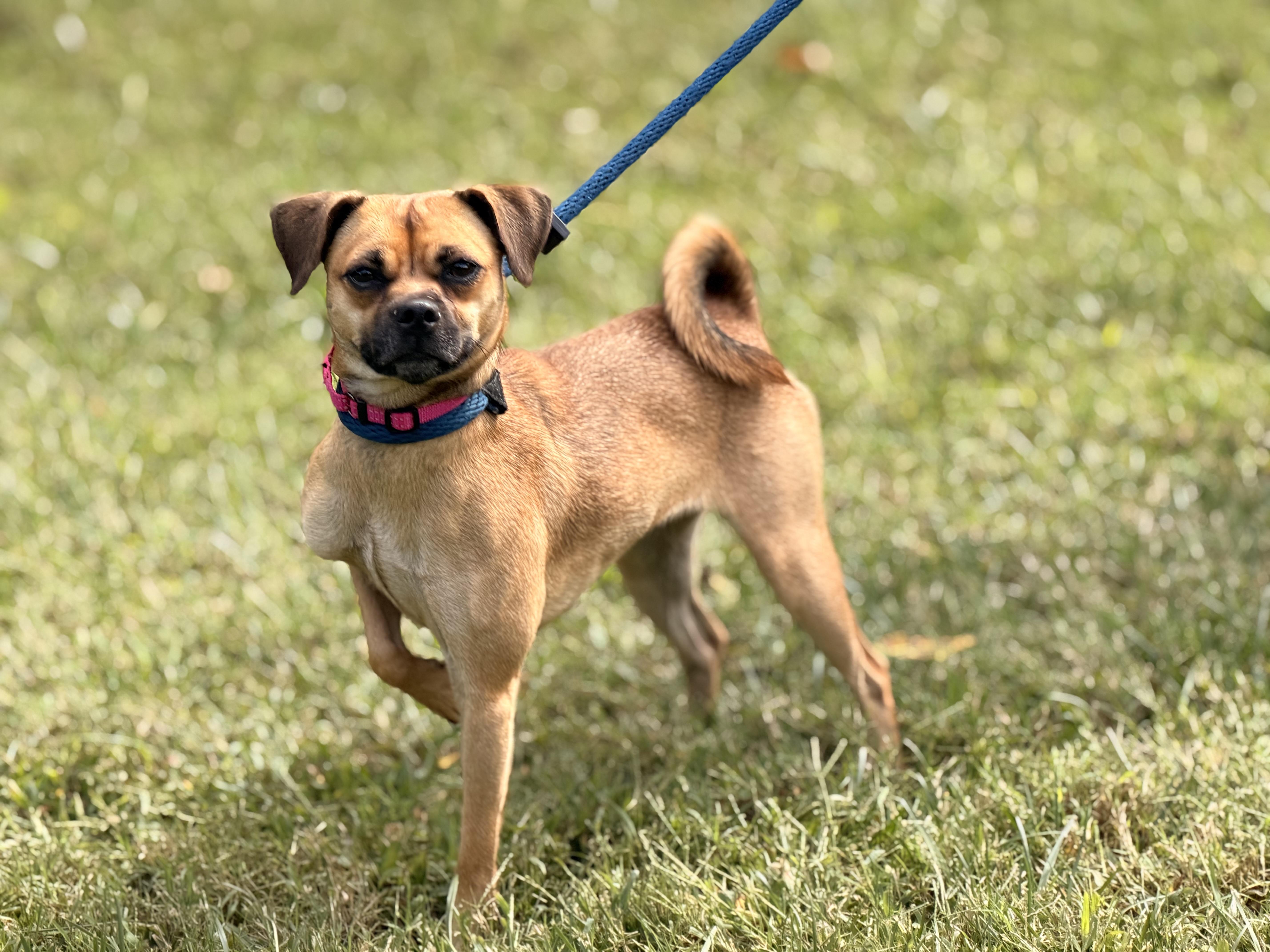 Enlarge Vani Lou, a Adopted Puggle in Richmond, VA image 2/6