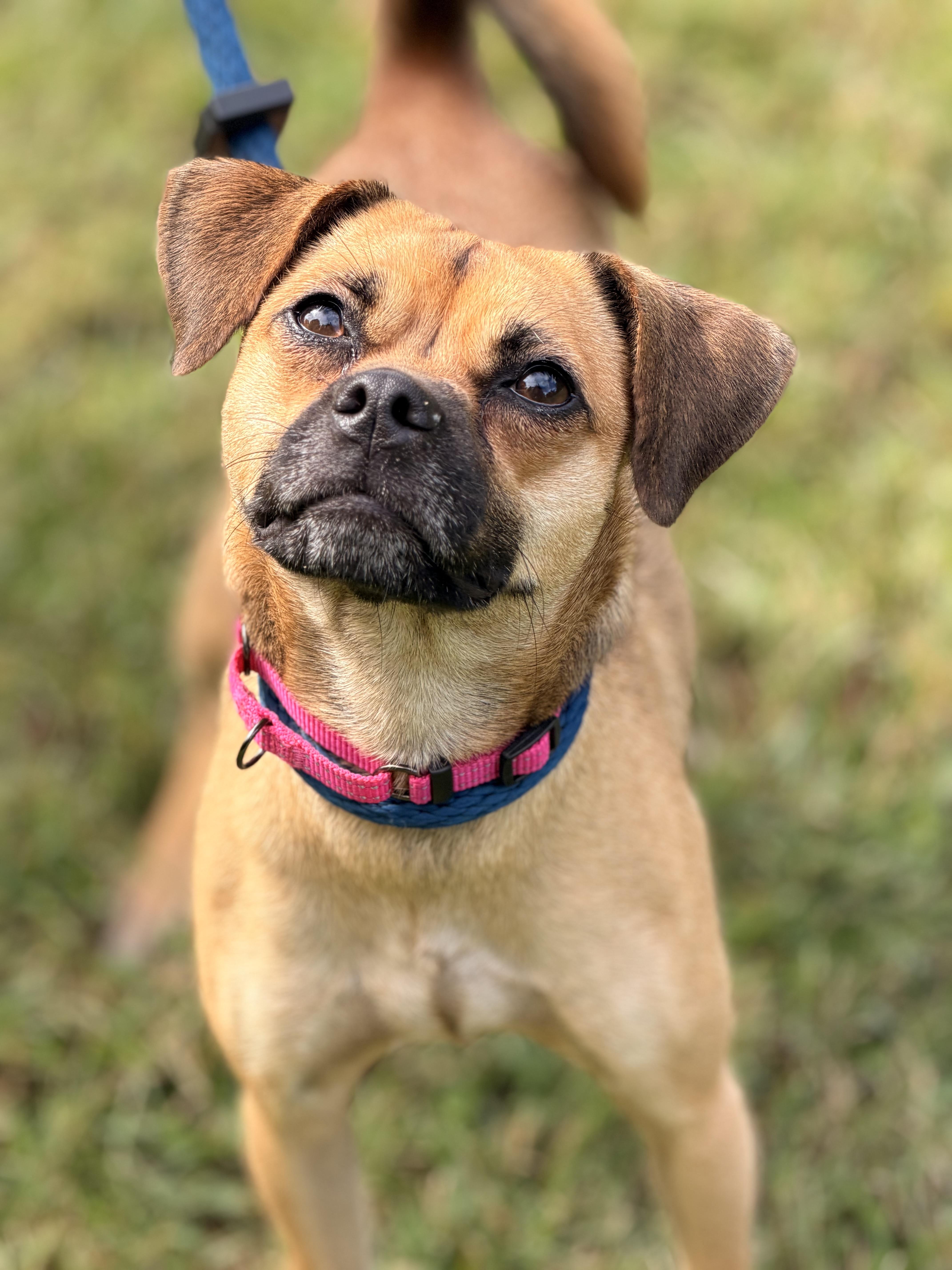 Vani Lou, Adoptable, Young Female Puggle.