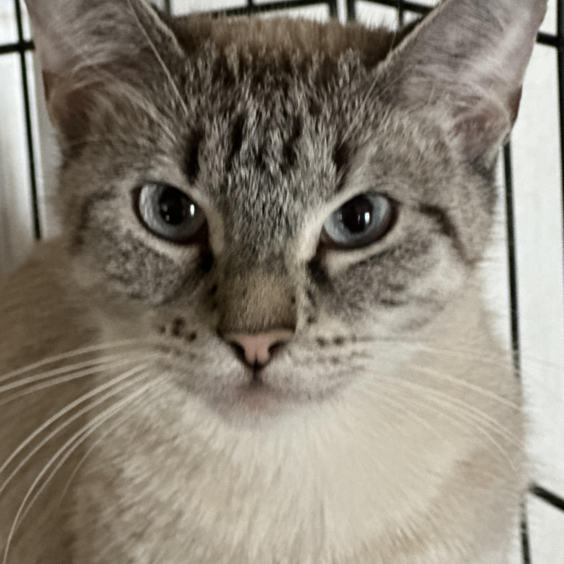 Lilly, ADOPTABLE, Adult Female Siamese.