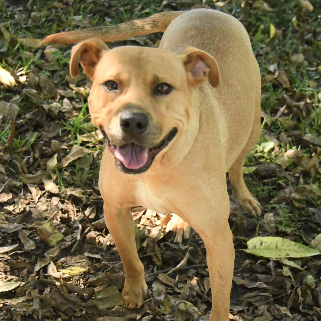 America, Adoptable, Adult Female Mixed Breed.