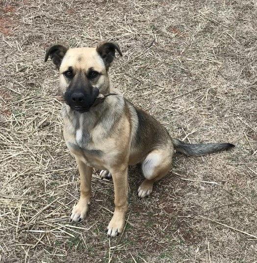 Enlarge Sugar, a Adoptable Shepherd in Crescent, OK image 1/2