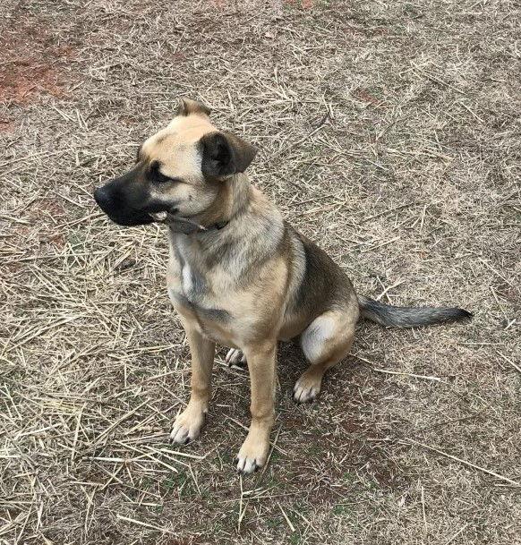 Enlarge Sugar, a Adoptable Shepherd in Crescent, OK image 2/2