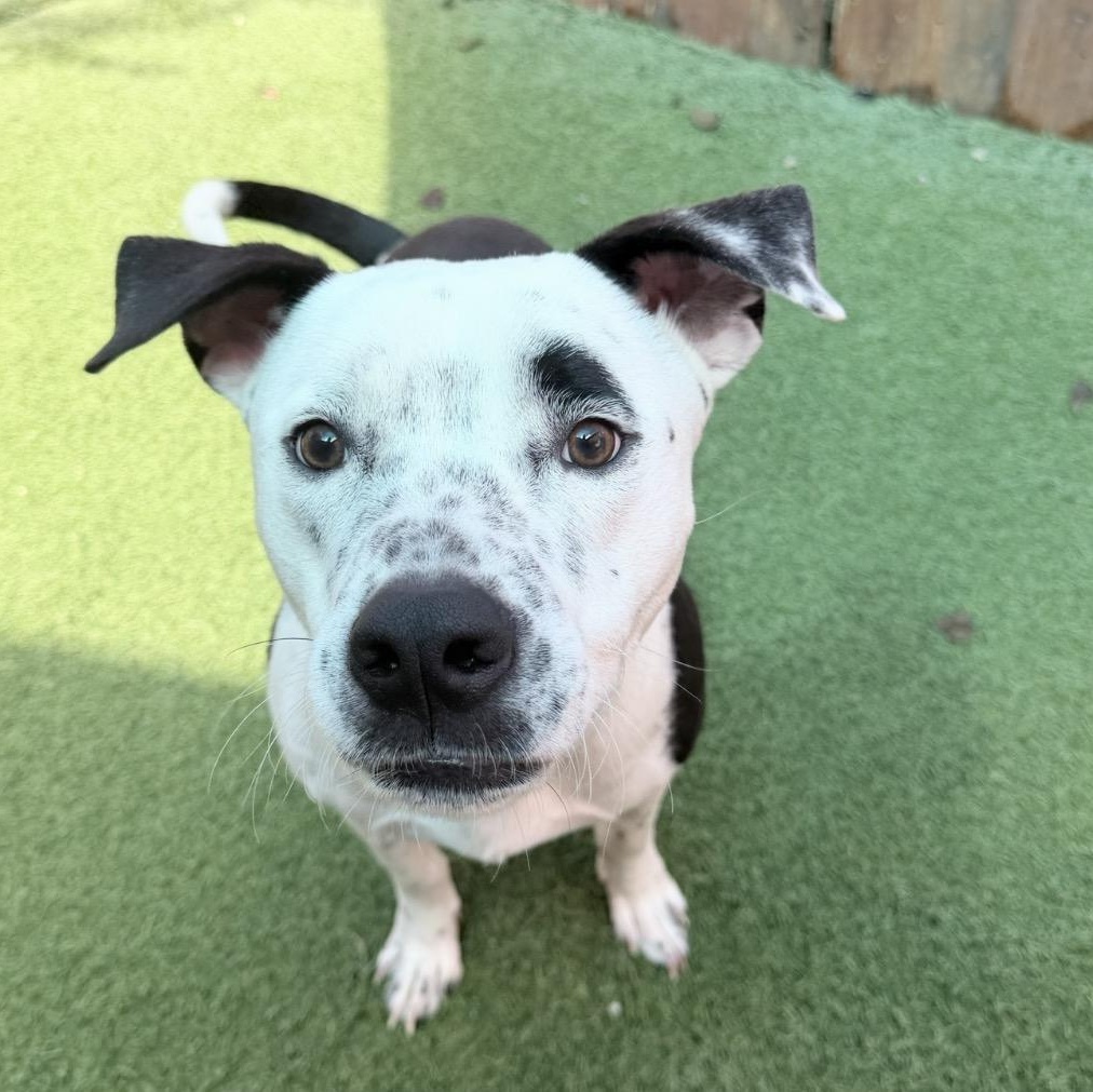 Enlarge Rover, a Adoptable mixed breed in Seabrook, NH image 5/6