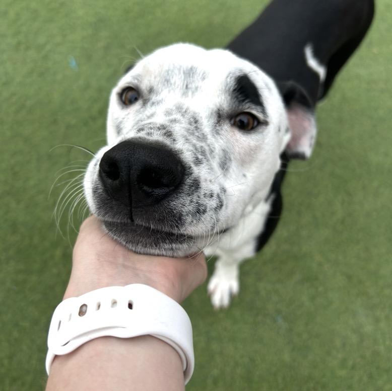 Enlarge Rover, a Adoptable mixed breed in Seabrook, NH image 1/6