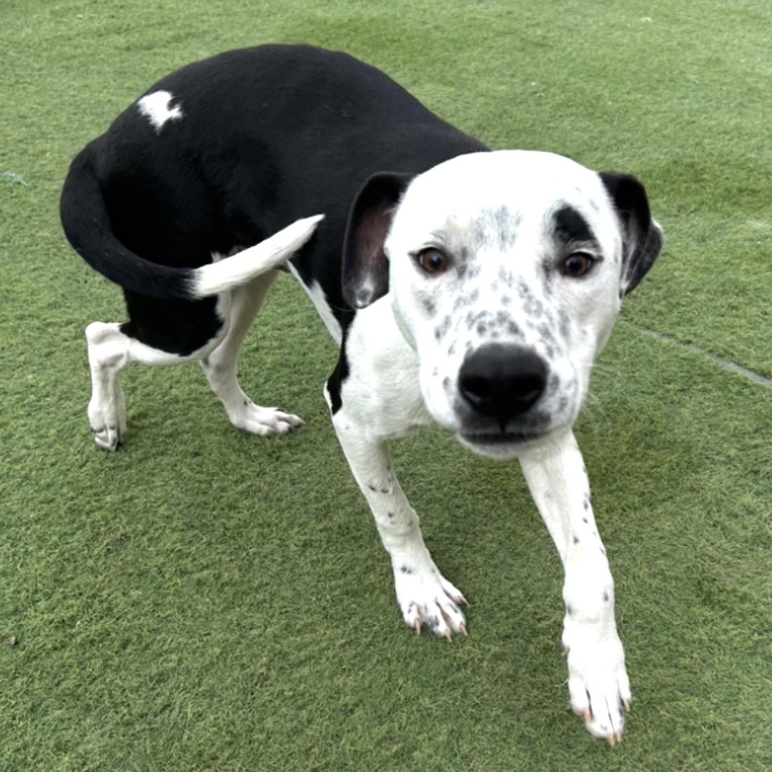 Enlarge Rover, a Adoptable mixed breed in Seabrook, NH image 3/6