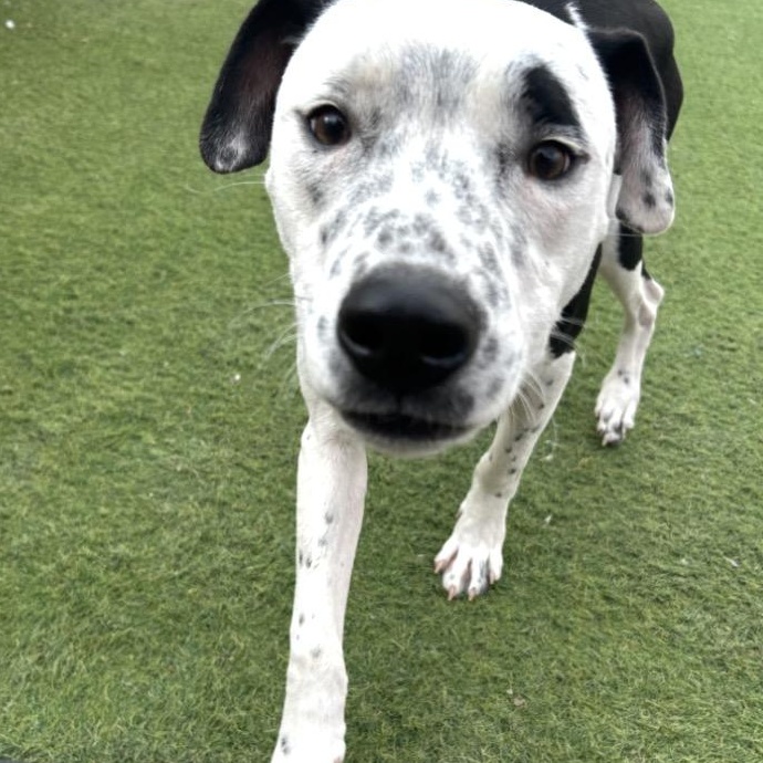 Enlarge Rover, a Adoptable mixed breed in Seabrook, NH image 4/6