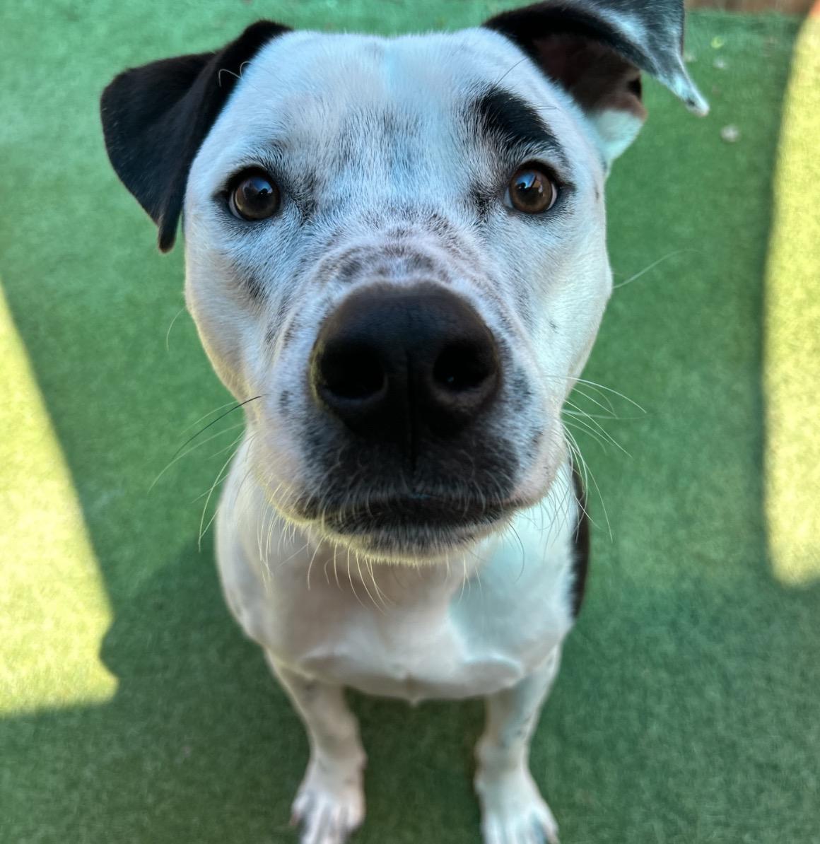 Enlarge Rover, a Adoptable mixed breed in Seabrook, NH image 6/6