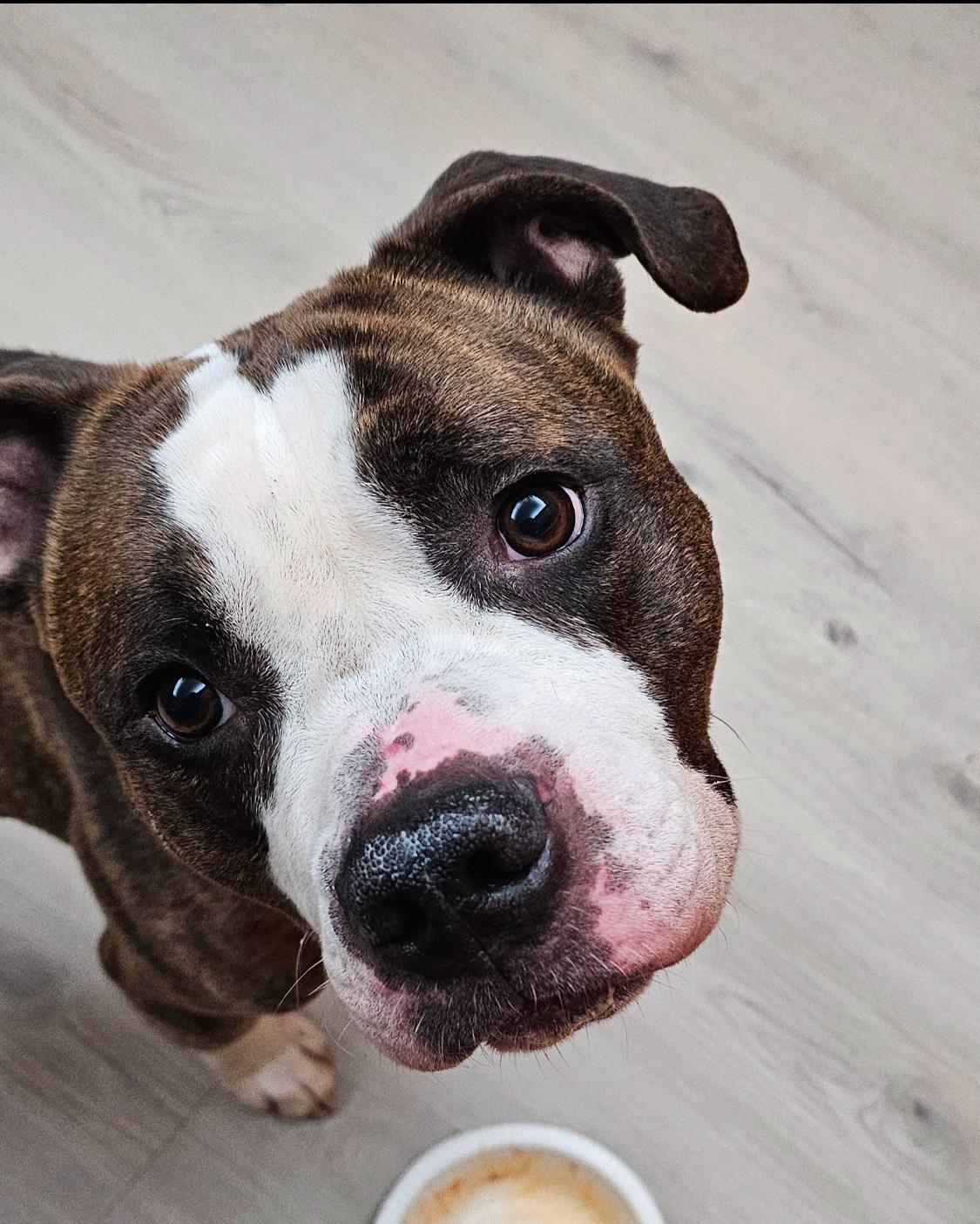 Chevy, adoptable, Adult Male American Bulldog.