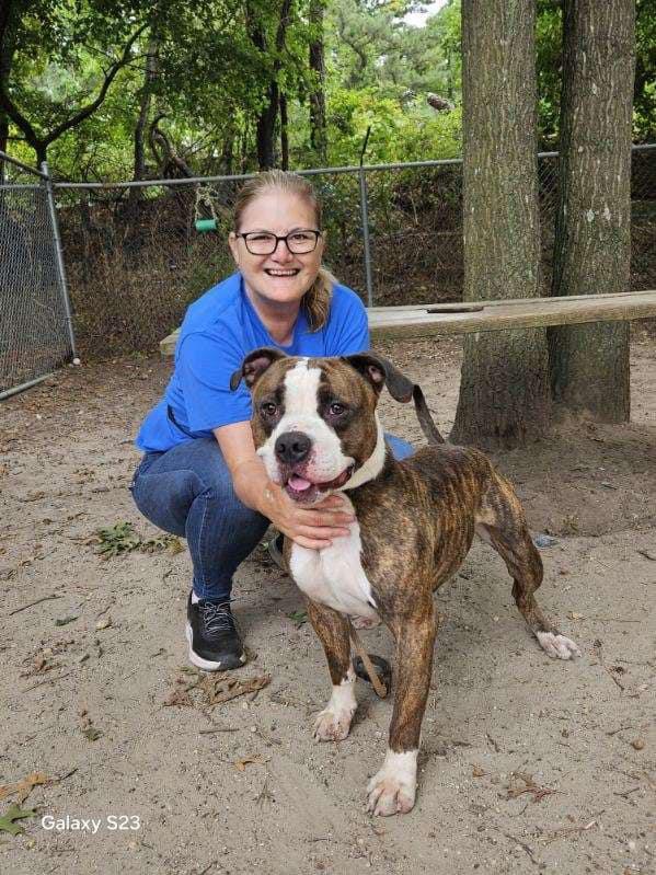 Enlarge Chevy, an adoptable mixed breed in Islip Terrace, NY image 5/6