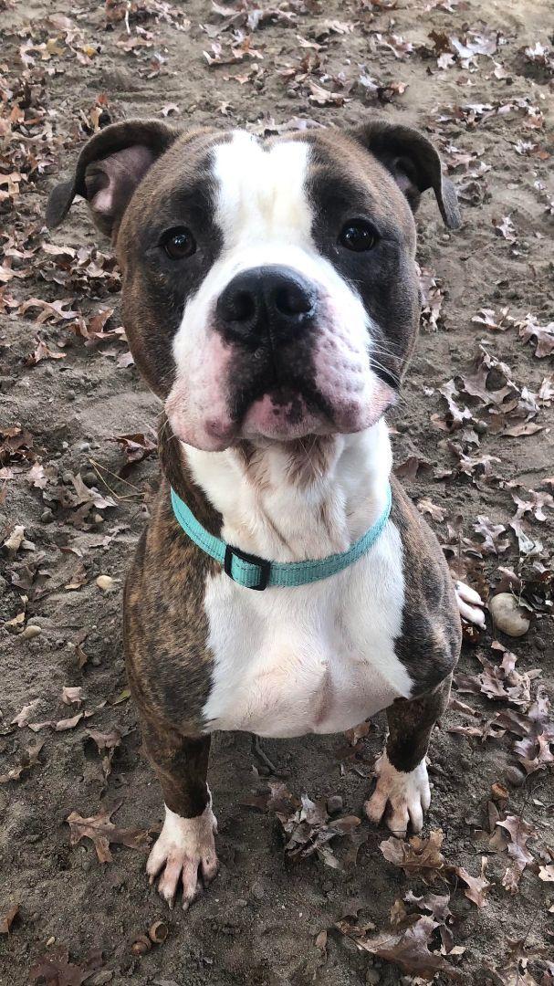 Enlarge Chevy, an adoptable mixed breed in Islip Terrace, NY image 6/6