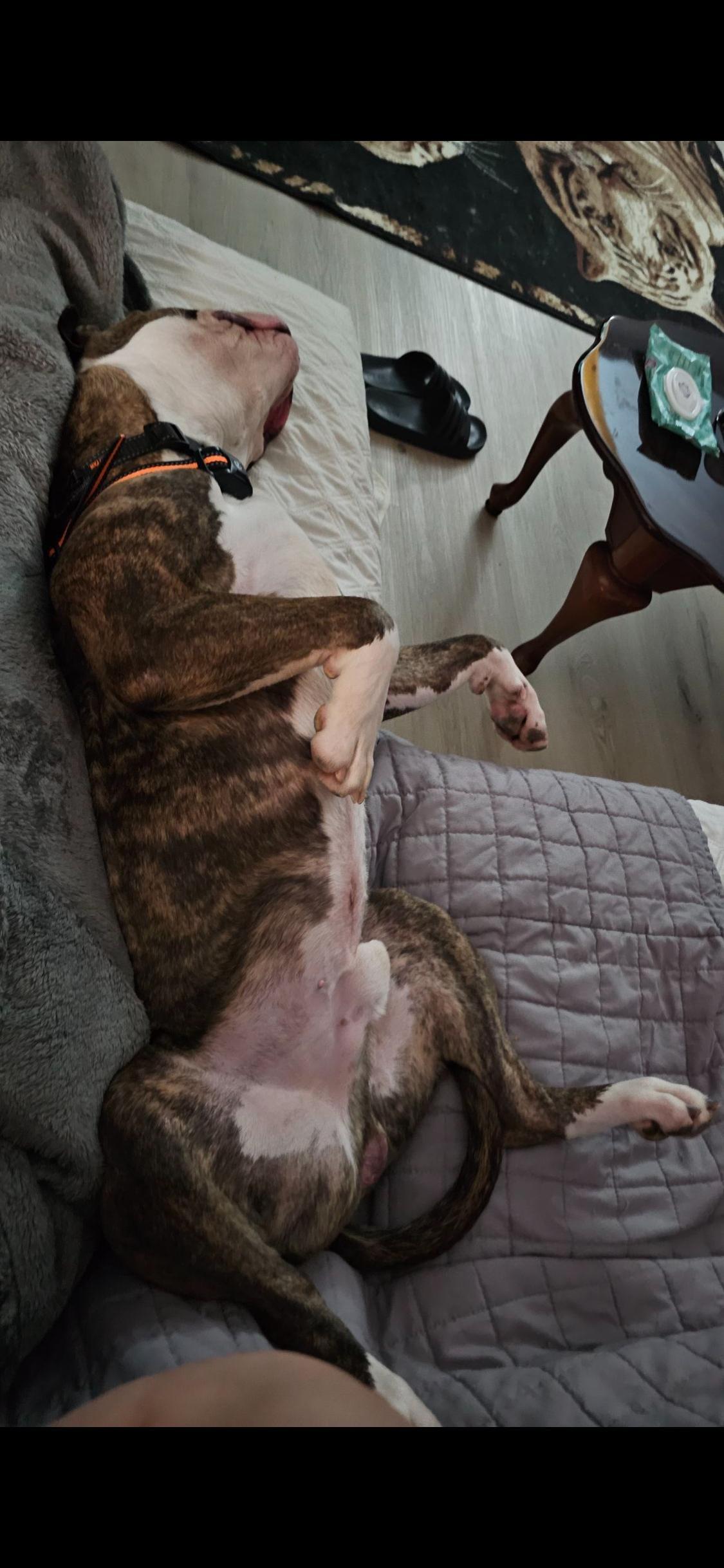Enlarge Chevy, an adoptable mixed breed in Islip Terrace, NY image 2/6