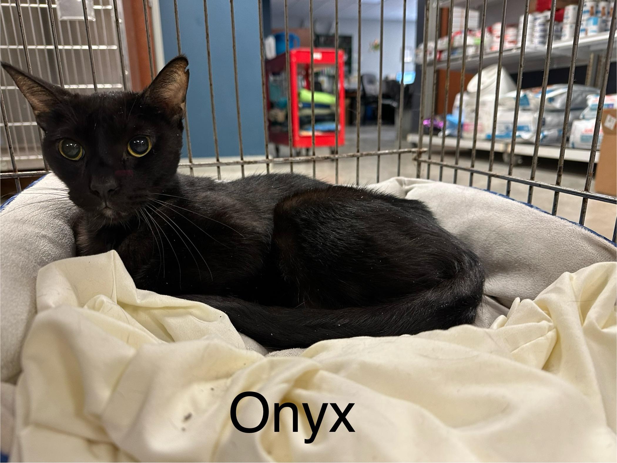 Onyx, Adult Male unknown