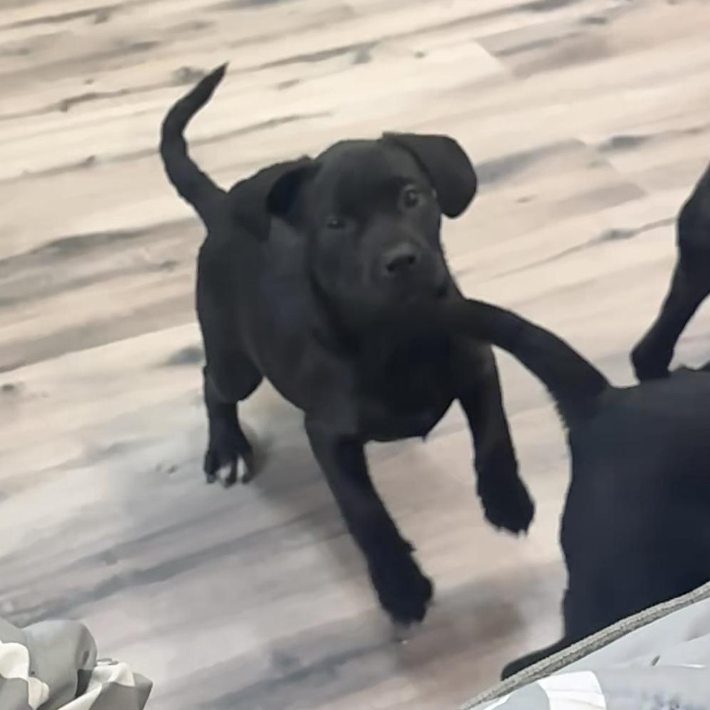 Zulu, an adoptable Labradoodle in GLEN MILLS, PA, 19342 | Photo Image 3
