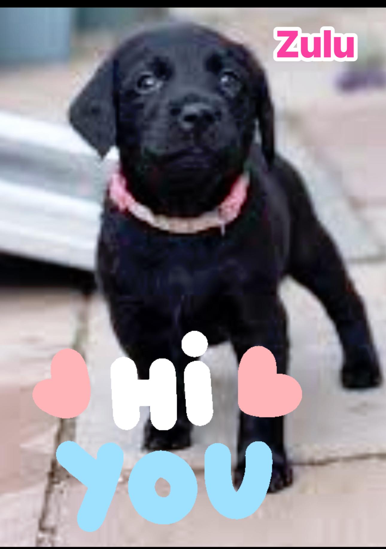 Zulu, an adoptable Labradoodle in GLEN MILLS, PA, 19342 | Photo Image 4