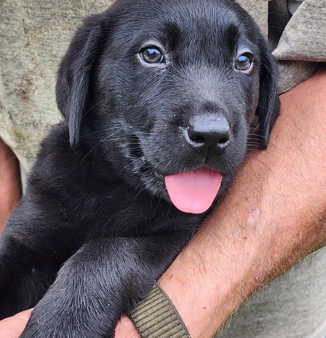 Zulu, an adoptable Labradoodle in GLEN MILLS, PA, 19342 | Photo Image 1